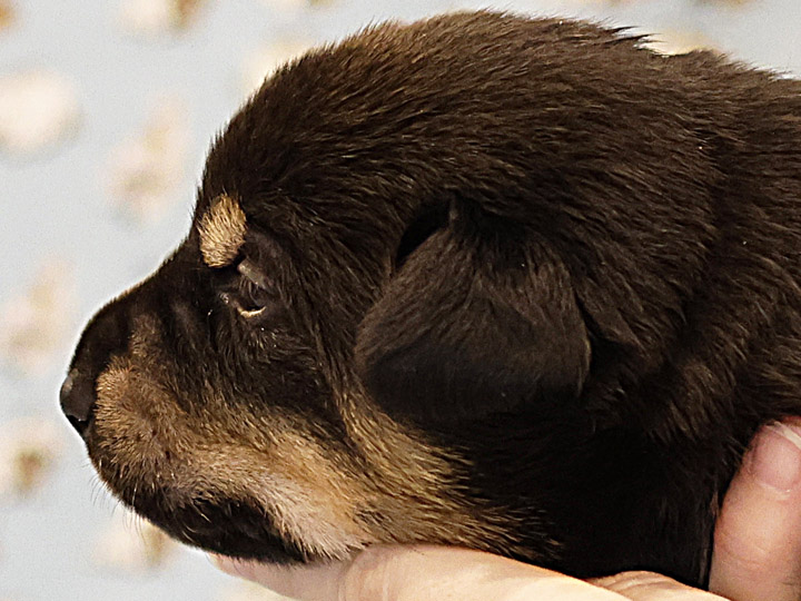 chinook puppy